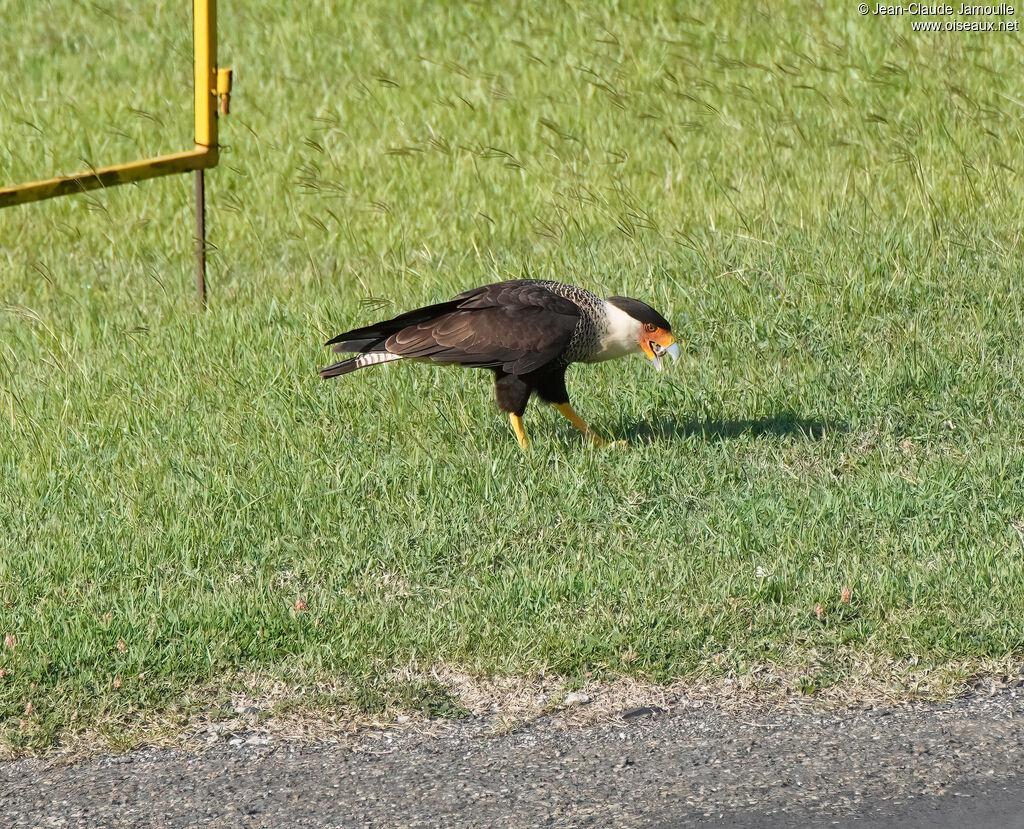 Caracara du Nordadulte