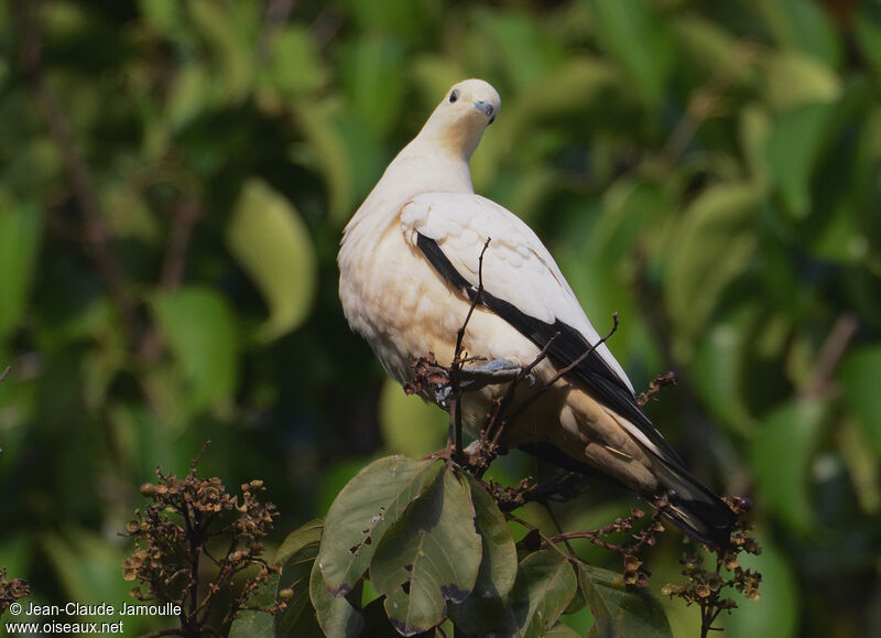 Pied Imperial Pigeon, feeding habits, Behaviour