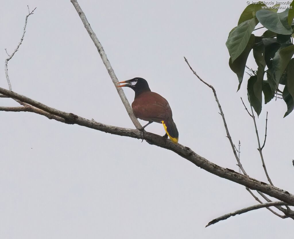 Cassique de Montezumaadulte, chant