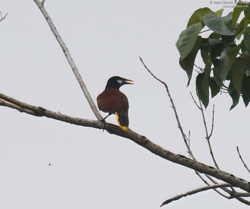 Cassique de Montezumaadulte, chant