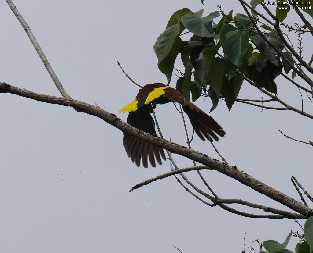 Cassique de Montezuma