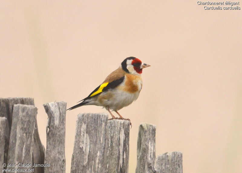 European Goldfinchadult, Behaviour