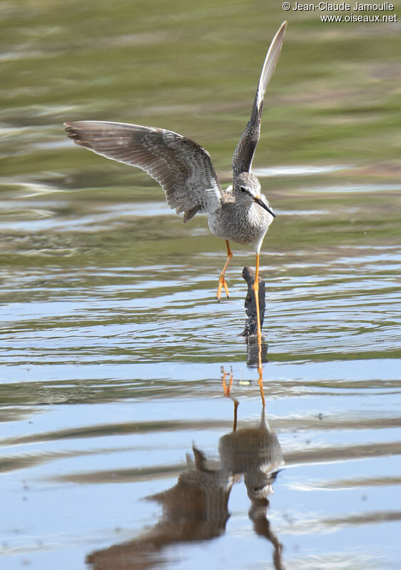 Lesser Yellowlegs