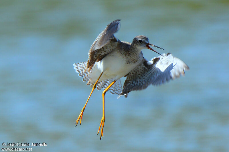 Lesser Yellowlegs, Behaviour