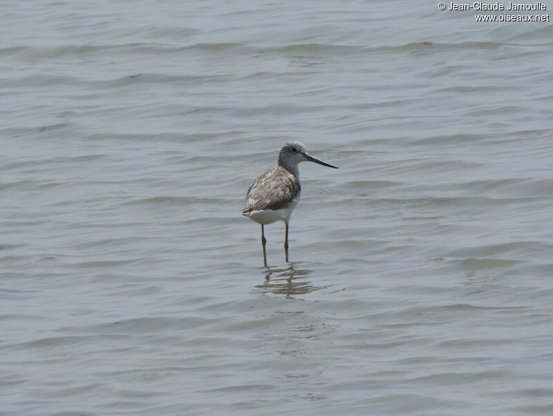 Common Greenshank