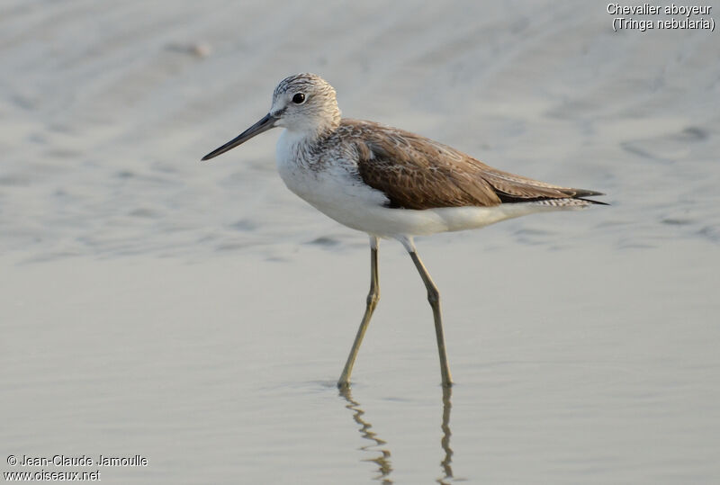 Common Greenshank