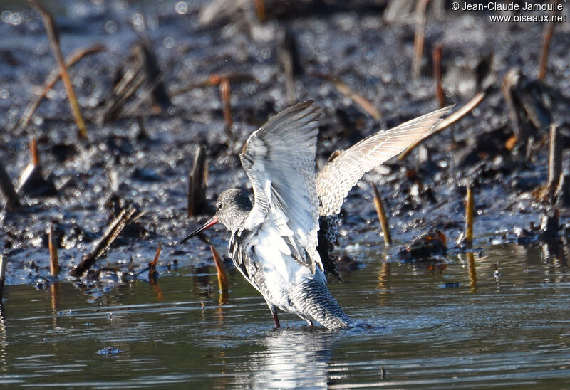 Spotted Redshank