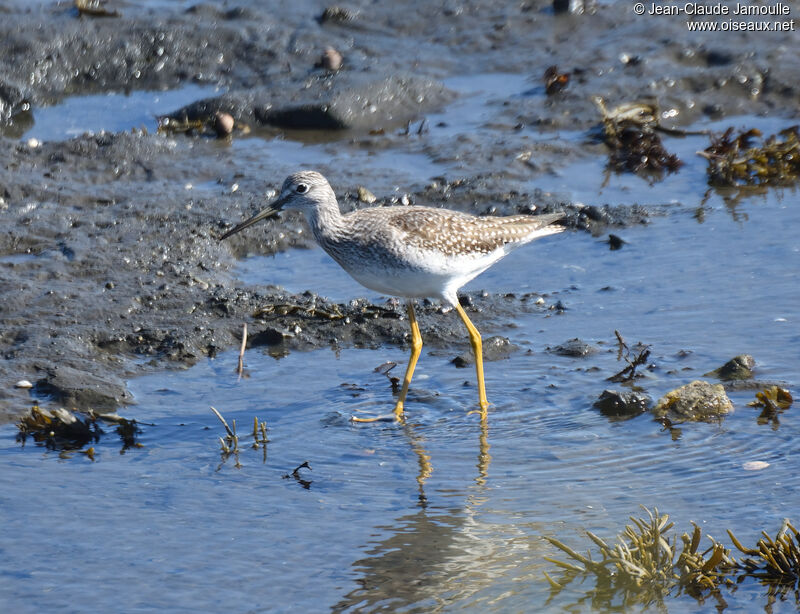 Greater Yellowlegs