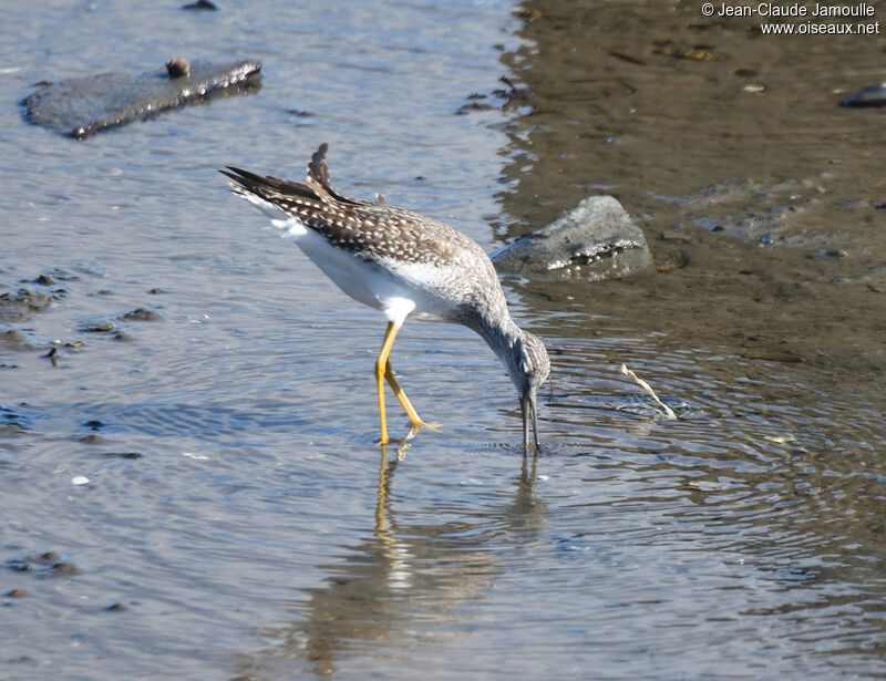 Greater Yellowlegs