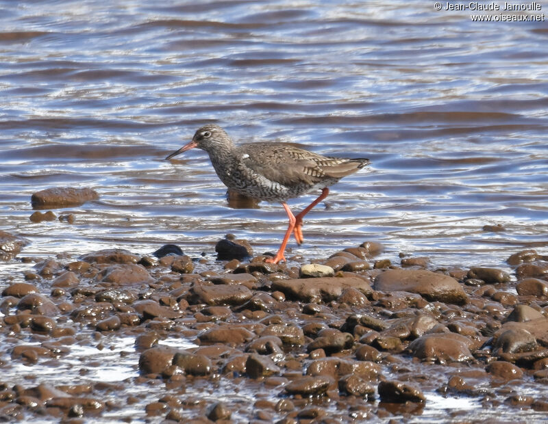 Common Redshank