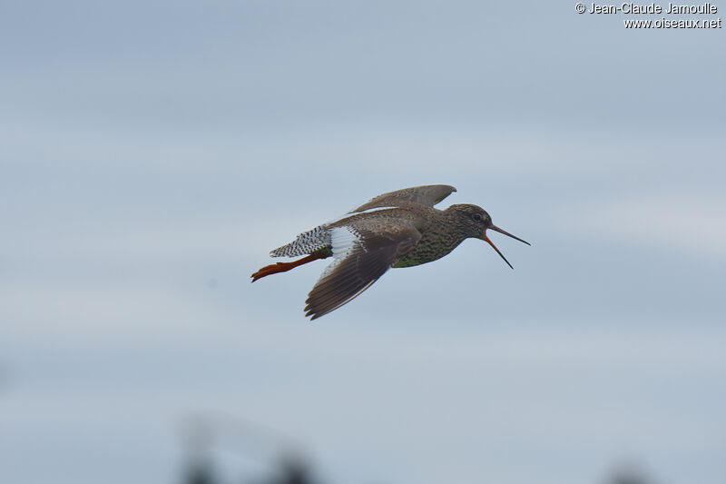 Common Redshank