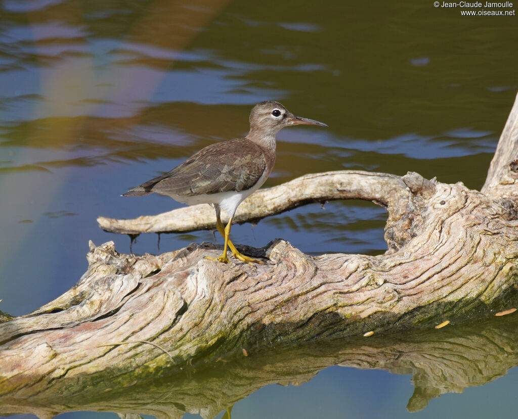 Chevalier griveléadulte, marche