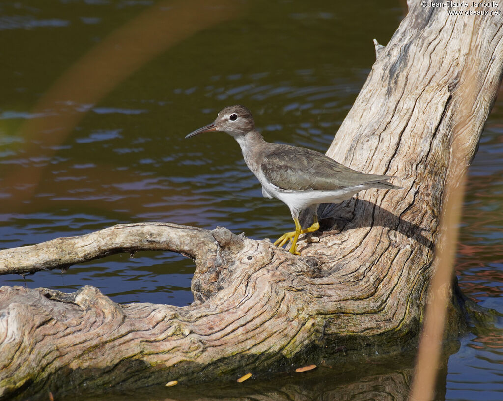 Chevalier griveléadulte, marche