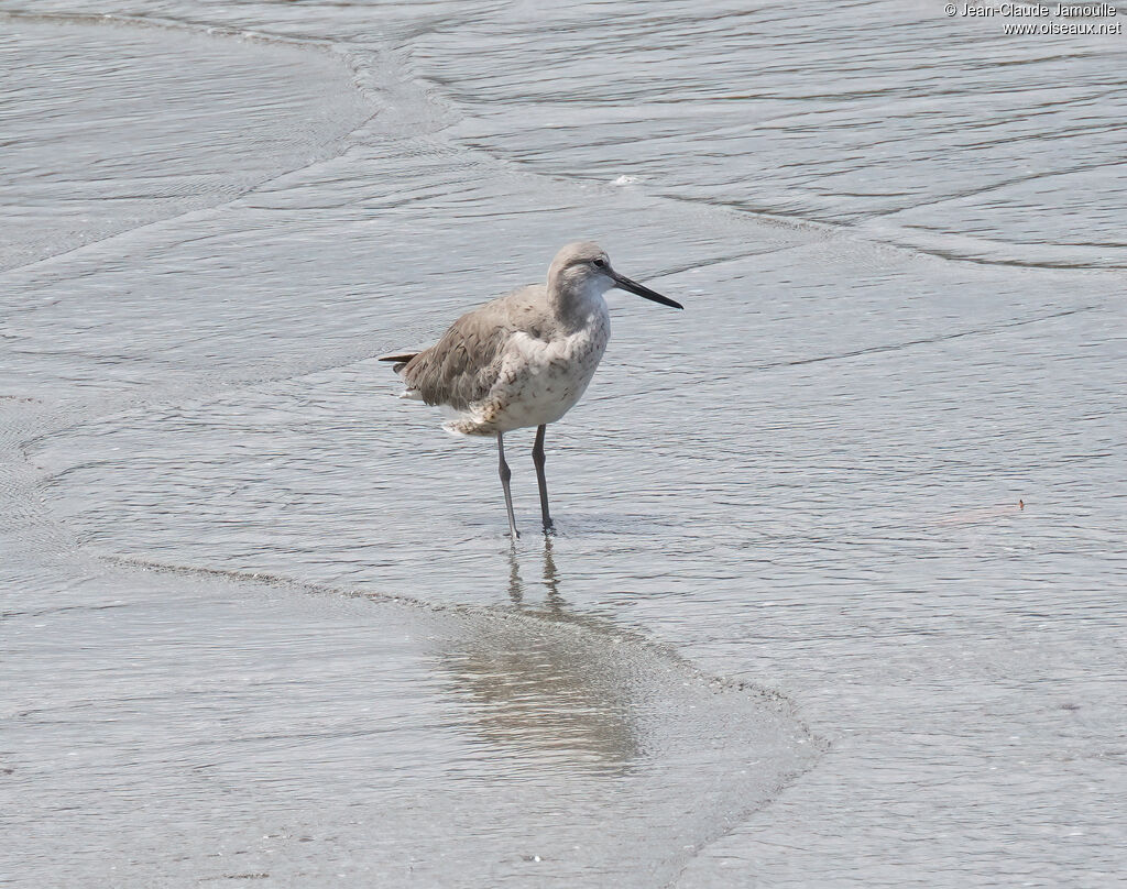 Chevalier semipalméadulte
