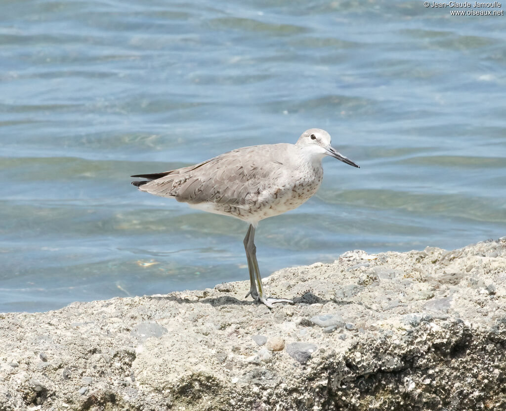 Chevalier semipalméadulte internuptial