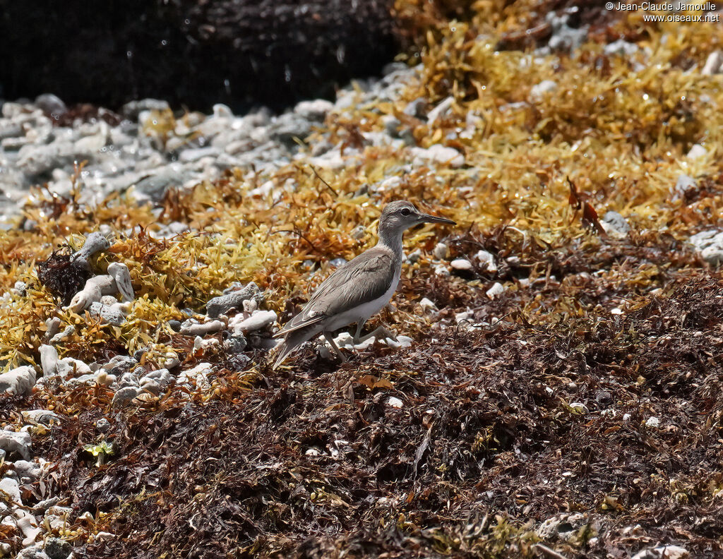 Chevalier solitaireadulte transition