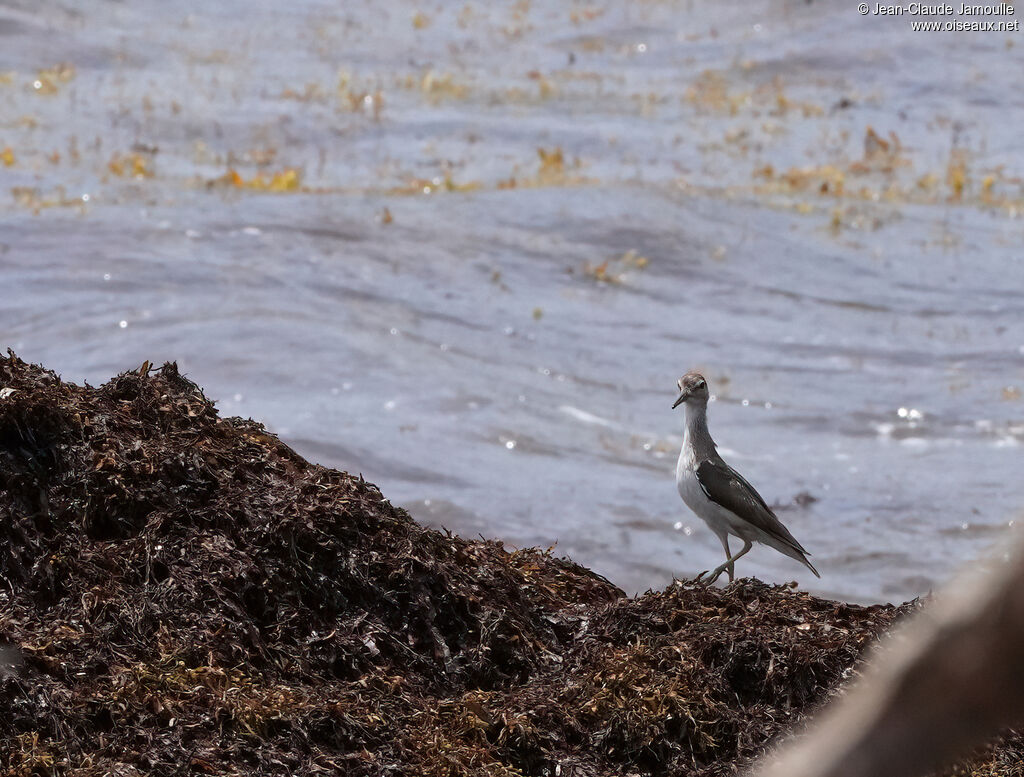 Solitary Sandpiper