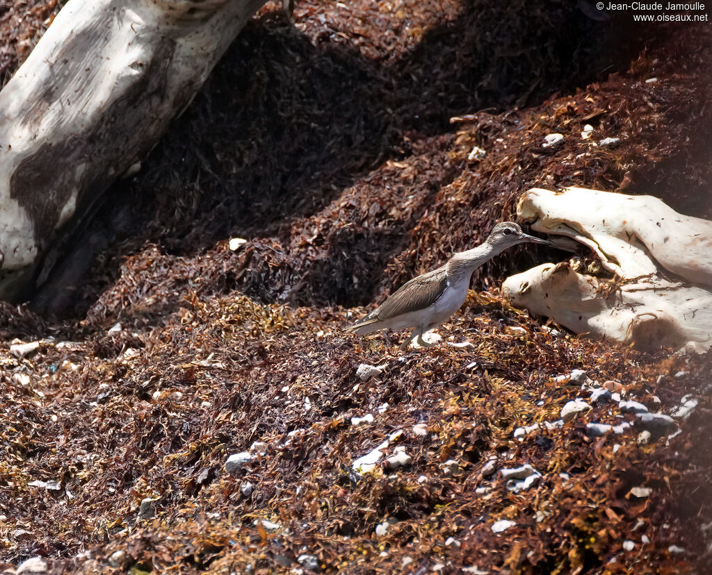 Solitary Sandpiper