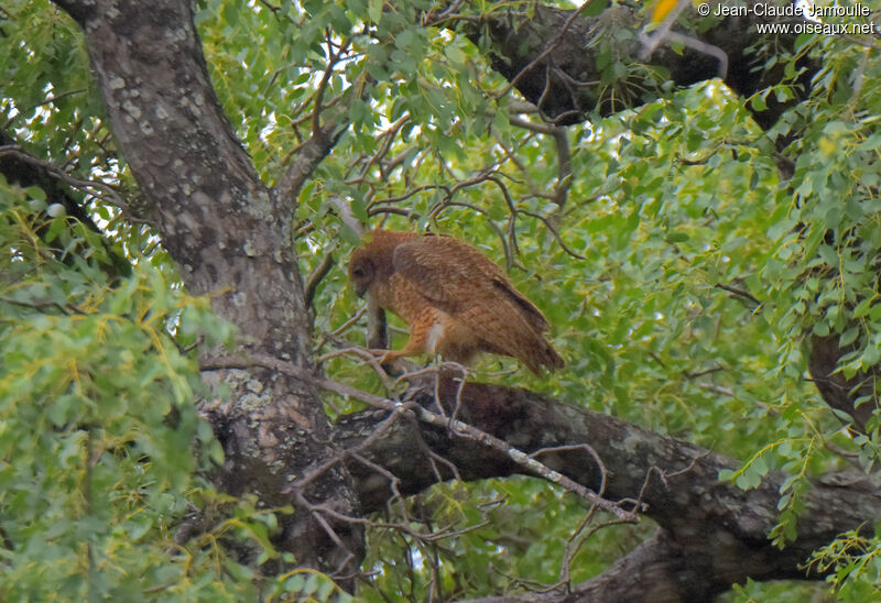 Pel's Fishing Owl