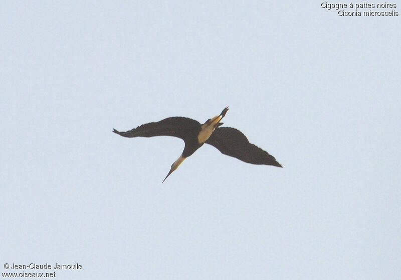 African Woolly-necked Stork, Flight