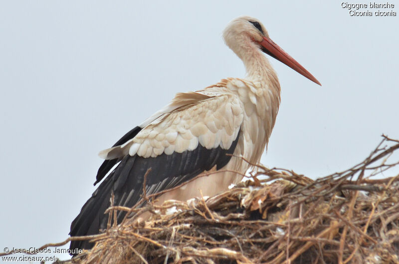 Cigogne blancheadulte