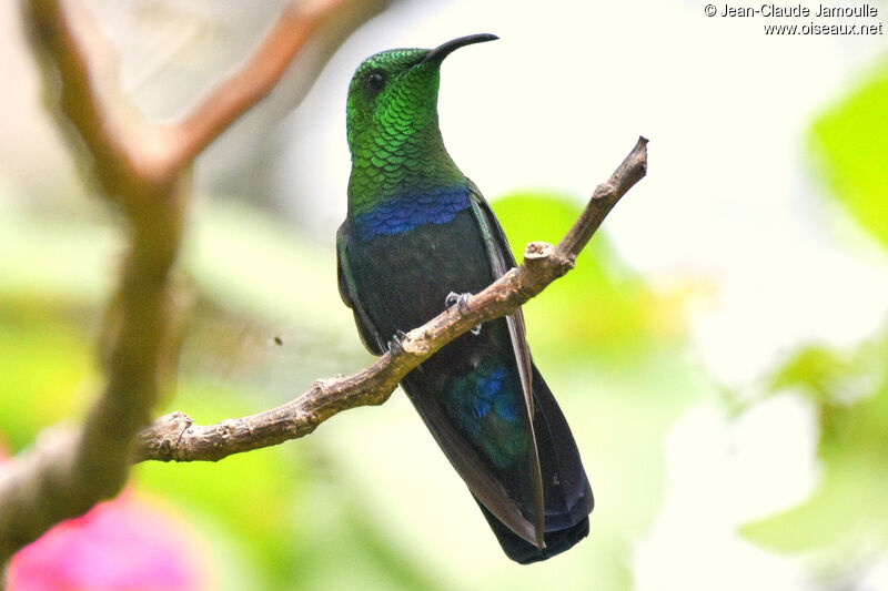 Green-throated Carib