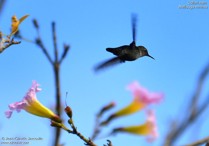 Colibri nain, Vol