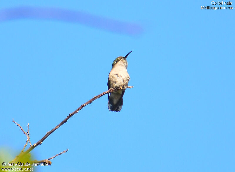 Vervain Hummingbird