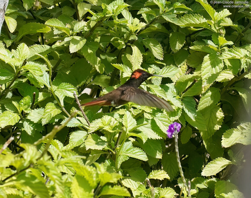 Colibri rubis-topaze