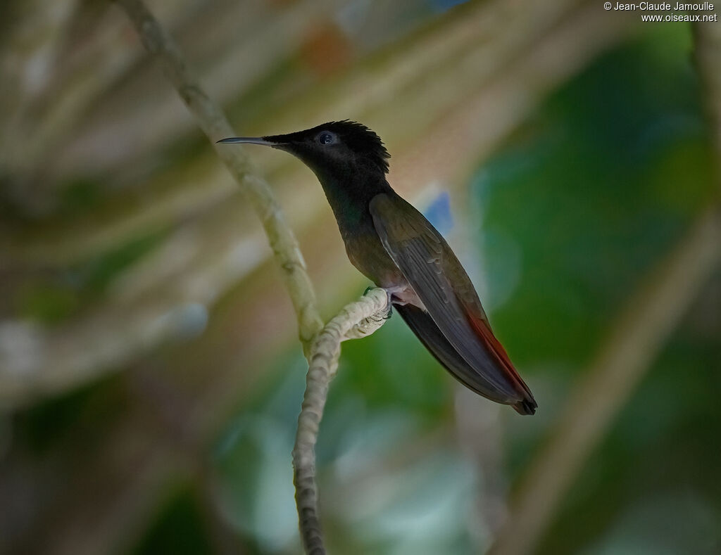 Ruby-topaz Hummingbird