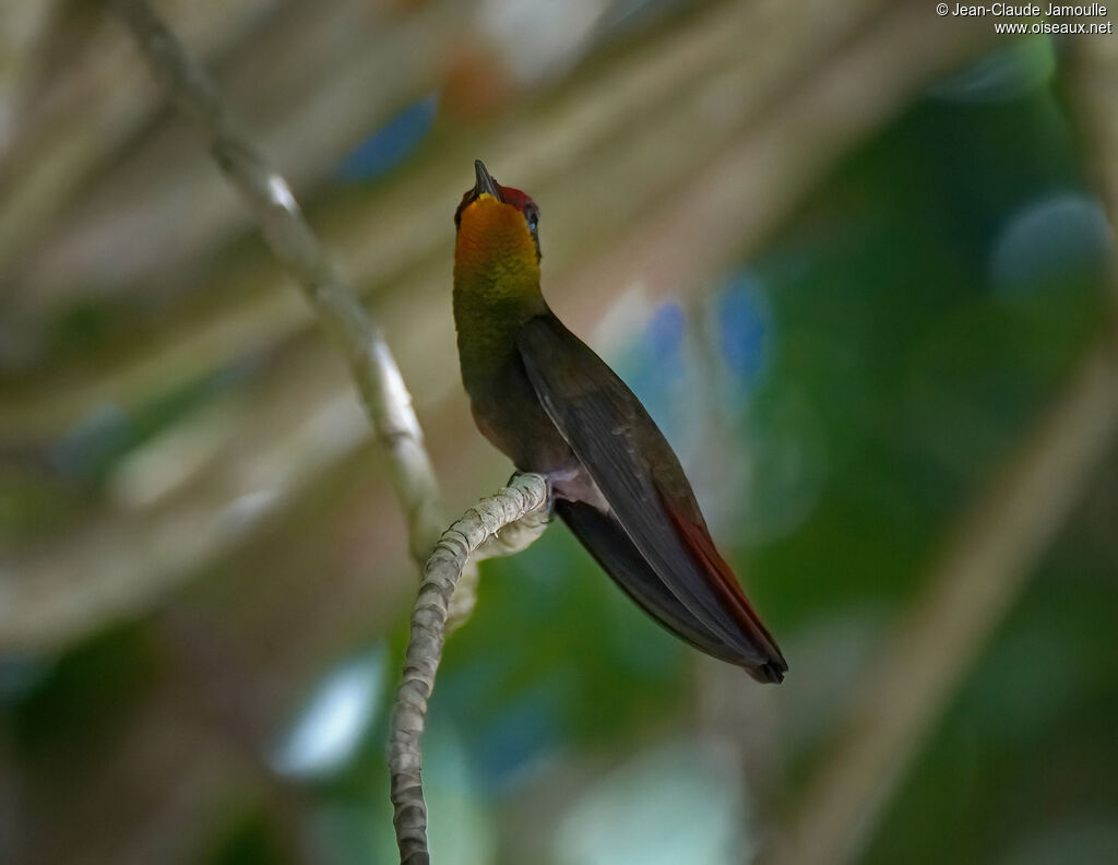 Ruby-topaz Hummingbird