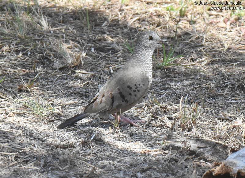 Common Ground Dove