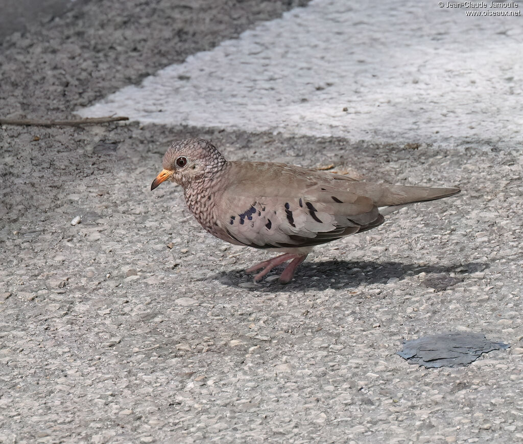 Colombe à queue noire femelle adulte