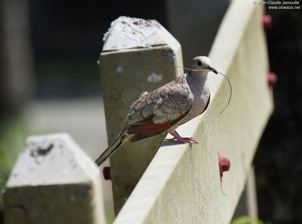 Colombe incaadulte, Nidification