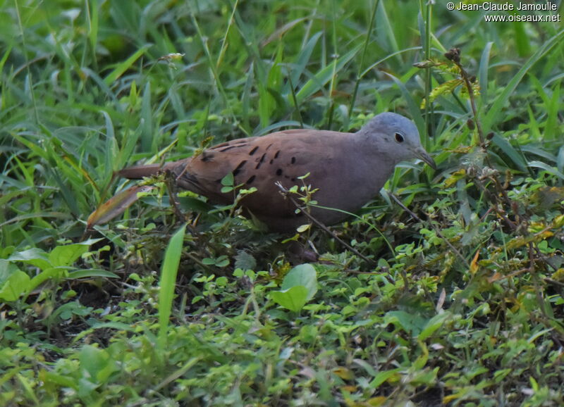 Ruddy Ground Dove