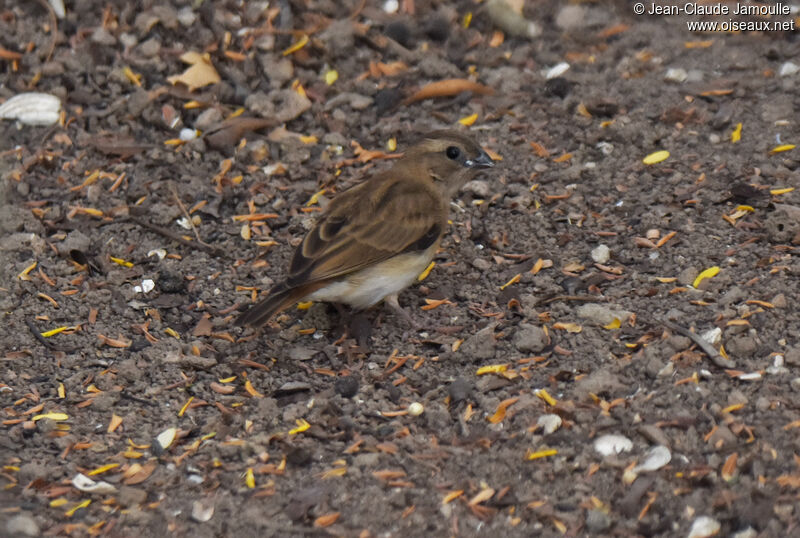 Village Indigobird