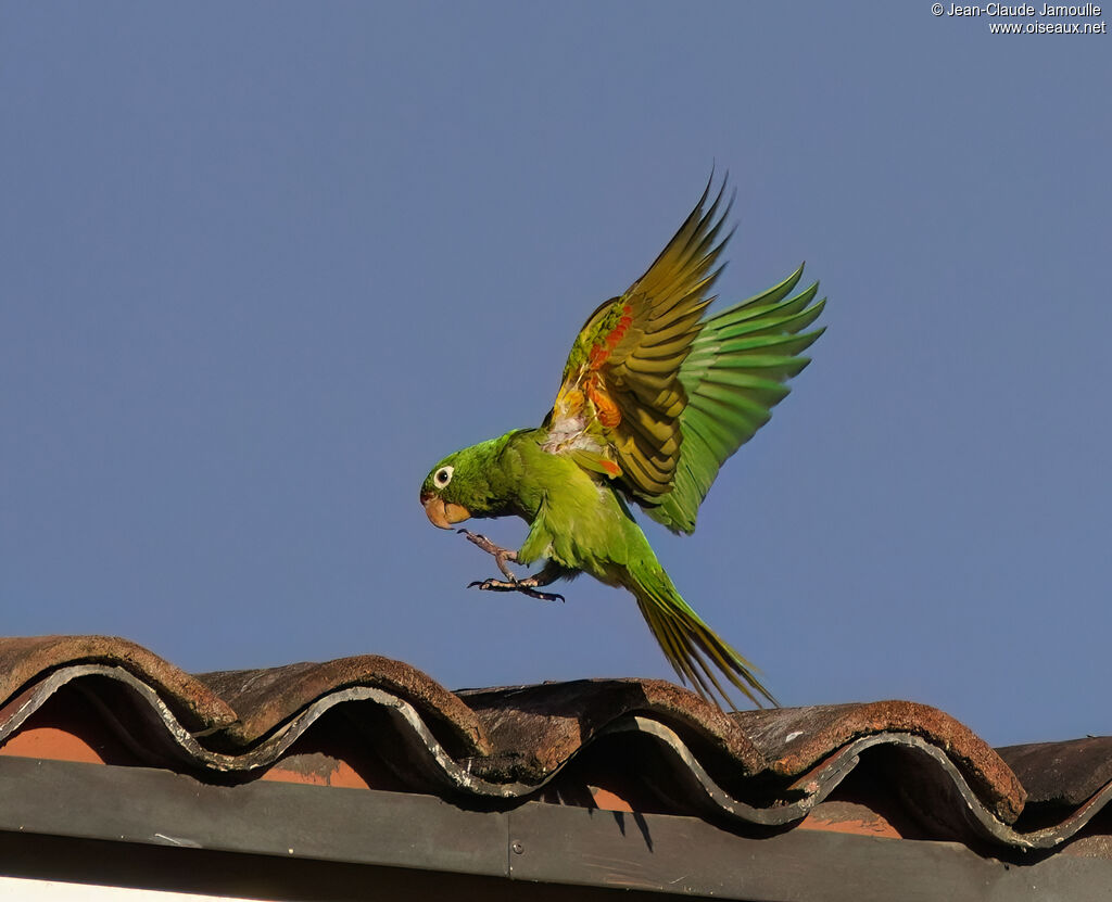 Conure de Finsch