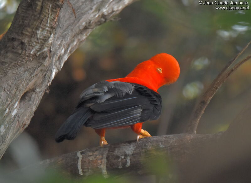 Andean Cock-of-the-rock male adult