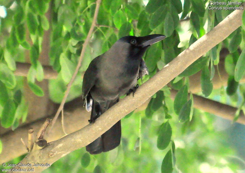 House Crow