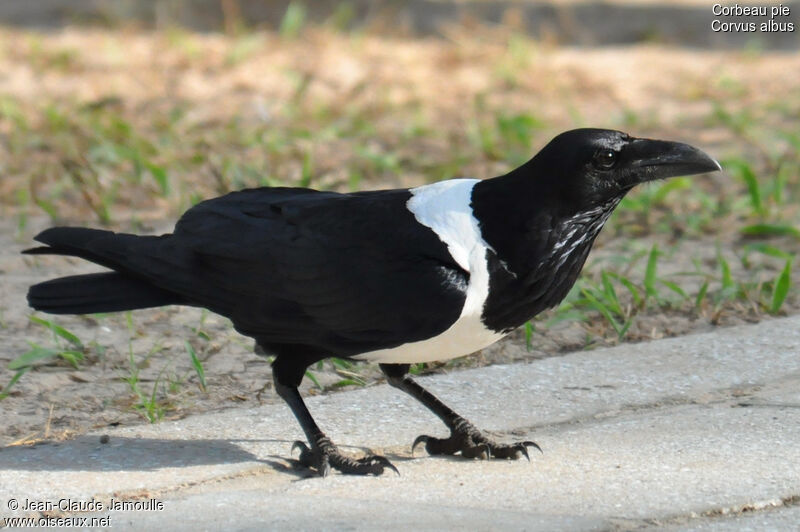 Corbeau pie, identification