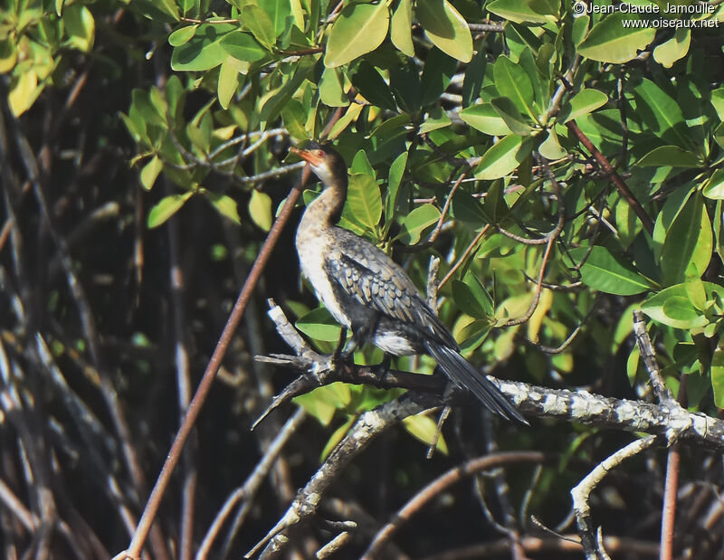 Cormoran africain