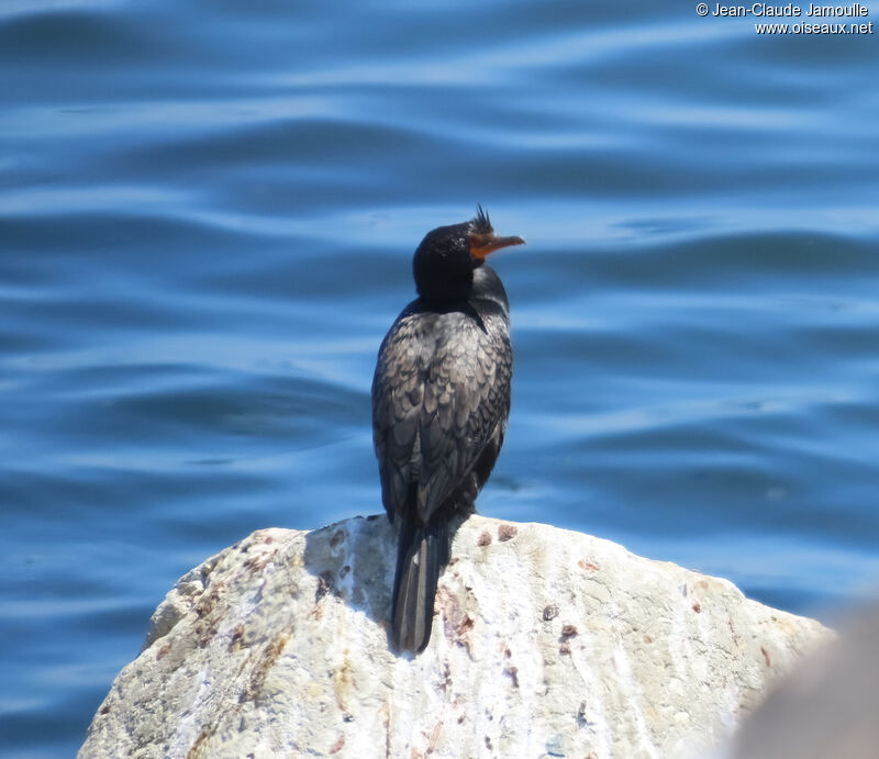 Crowned Cormorant