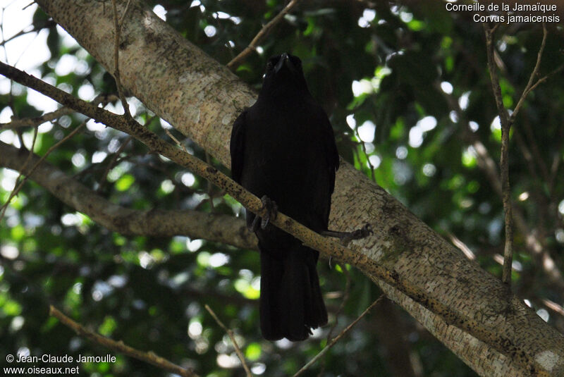 Jamaican Crow