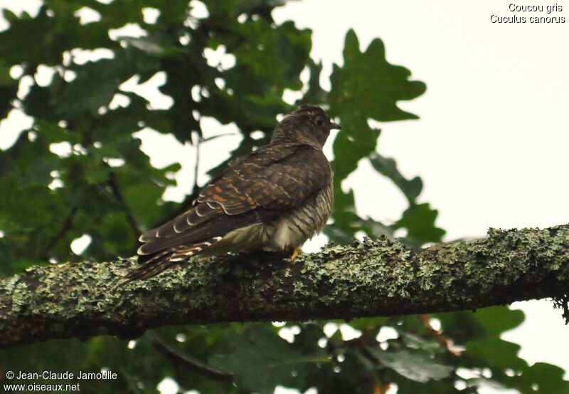 Common Cuckoojuvenile