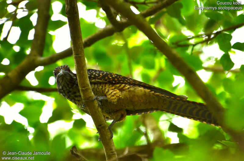 Asian Koel female