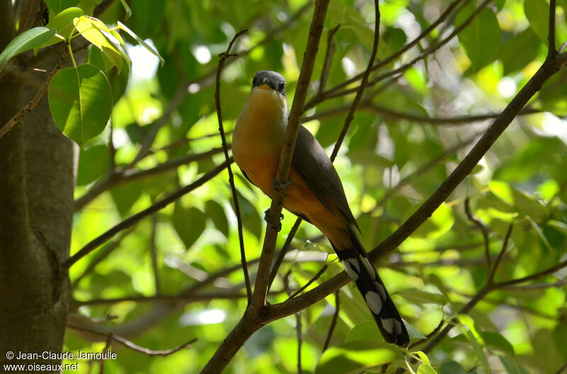 Mangrove Cuckoo