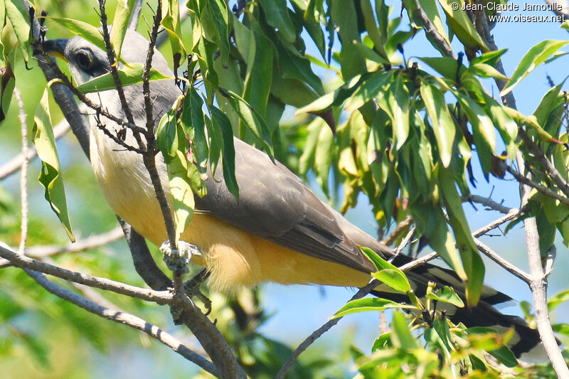 Mangrove Cuckoo