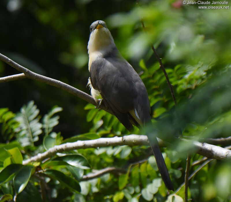 Mangrove Cuckoo