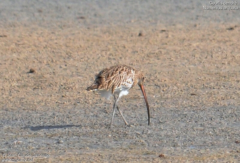 Eurasian Curlew, Behaviour