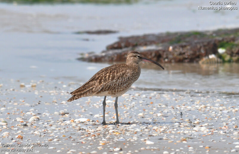 Eurasian Whimbrel, identification